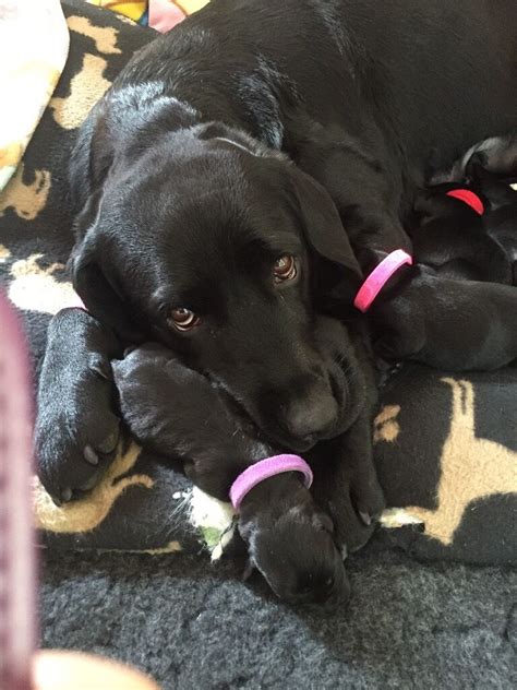 labrador puppies for sale perth.